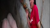 胖妹有才杨梅炖红烧肉，真是酸甜可口的美味呀