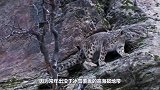 千万别吓雪豹，不然它会跳跳跳！网友：这确定不是跳跳虎？
