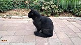 黑猫：练练功夫，有机会我再报仇