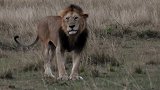 动物世界：疤面雄狮和逗留的狮群