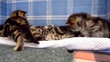 可爱小奶猫上线，这萌萌哒的小模样，真是好萌！