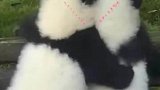 一只熊猫加一只熊猫等于一颗熊猫牌爱心