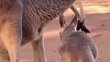 动物母爱，袋鼠妈妈的口袋已经快装不下小袋鼠了