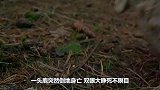 一头鹿突然倒地身亡，双眼大睁死不瞑目，回放镜头后“真凶”出现