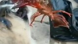 小奶狗：这只死螃蟹，放开我，我不要面子的吗