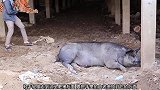 肥猪又睡着了，小哥把大老虎和小音箱放在猪背后