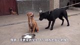 狗子欺软怕硬，借来一条大狗教训恶狗一下