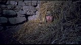 鬼子藏草堆里，驴却不停朝他放屁，太好笑了！