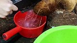 椰子这样处理，看着都心疼