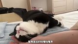 养猫咪的五个好处，你知道有什么吗？