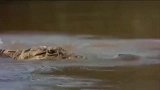 鳄鱼攻击大象母子，不料象母子并肩作战，逃出鳄鱼魔掌