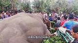 为何死后的大象不能碰大胆小伙非要碰，结果后悔已经晚了