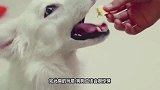 狗狗发现主人全部变成了骷髅，竟吓的一动不动，画面太可爱了