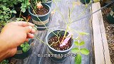 夏天月季休眠，要不要把叶片撸光？大家要谨慎操作啊