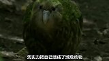 一个比二傻子还逗的憨憨，你爱了吗