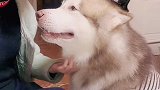 狗狗有多会撒娇