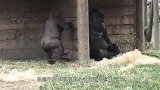 大猩猩想偷偷抱走小猩猩，不料被对方爸爸发现，接下来别笑