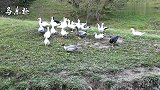 只鸭子打群架，难得的滑稽搞笑场面！笑死了！