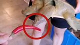 这龙头画的没毛病吧