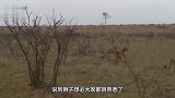 雄狮“掏缸”一只母狮，场面太残忍了，最终母狮绝望的死去！
