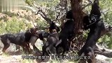 十几条猎犬围住一棵树狂吠，主人朝树上一看，瞬间不淡定了