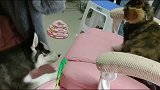 养一个爱管闲事的猫咪，再也不怕哈士奇拆家了