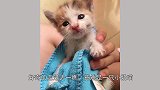 逛街捡到一只流浪猫，照顾一周带去宠物店，老板却说我赚大了