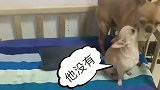 铲屎官发现香水被偷喷了，套路狗狗喷了香水会秃顶