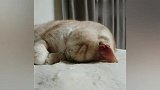 见过猫咪睡着后说梦话吗，今天就带大家见识见识