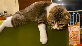 猫咪一脸呆萌的趴在沙发上，真是可爱的不要不要的