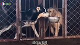 爆笑视频：为了吃的，哈士奇也是讲道理的，实在不行，先礼后兵！
