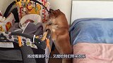 小主人正在睡觉，竟然还把被子给主人盖好了，这狗怕是成精了吧！