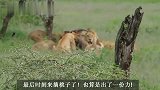 厚脸皮的狮王：捕猎我不行，摘桃子我最在行
