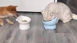 柯基吃饭猛如虎，猫咪见状转身离开