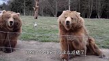 一头棕熊“越狱”出逃，被一脚踢上墙，熊：我不是人但你是真的狗