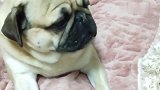 会嗑瓜子的八哥犬，嗑的比主人都溜，成精了