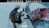 只有在零下几度的时候二哈的智商才会觉醒