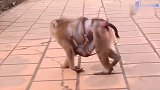 炎热的天气，美猴带着小猴去水缸里喝水共享这份甘甜