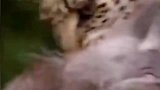 花豹狩猎意外收获小狒狒，还精心照顾小狒狒！