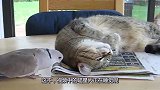 猫咪正在睡觉，鸟儿不停捉弄猫咪，猫咪忍无可忍给了它一巴掌