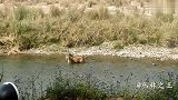 郊外遇上一头老虎，正在下河洗澡，霸气的它无视一切！