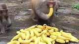 给猴子们带一堆香蕉，猴子们的反应真可爱，一点都不贪心