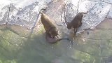 动物园猴子经常欺负水獭，水獭忍无可忍，报复的方式太残忍