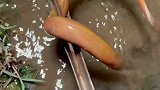 鳝鱼：尾巴忘记藏起来了