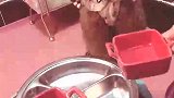 狗狗吃饭都这么讲究了