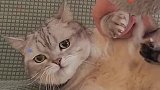 把猫薄荷做成香水，会发生什么？我可能会被女朋友打屎