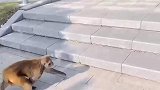 江西南昌凤凰洲市民公园迎来一位特殊的客人