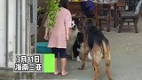 海南三亚，小女孩帮狗子吵架，狗子：有朋友就是好啊！