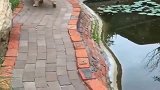 金毛：谁刚刚扒拉了我一下