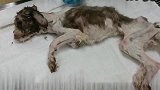 无家可归骨瘦如柴的流浪狗，清澈的眼睛牵动无数网友的心